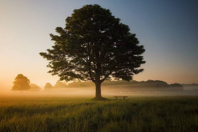 Mustard Tree
