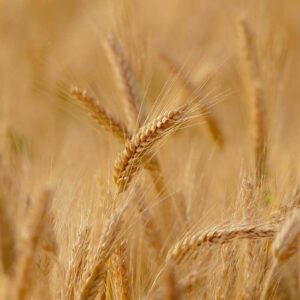 Wheat
